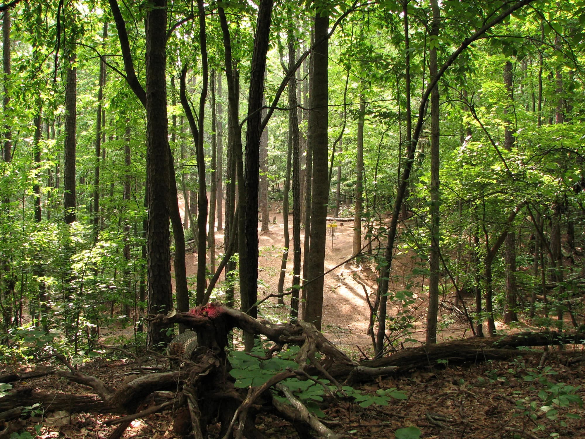 Bosque asturiano